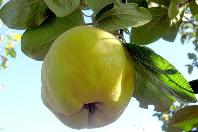Айва Мускатная