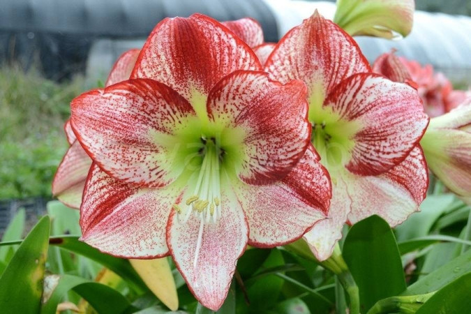 Амариллис Фламенко Квин