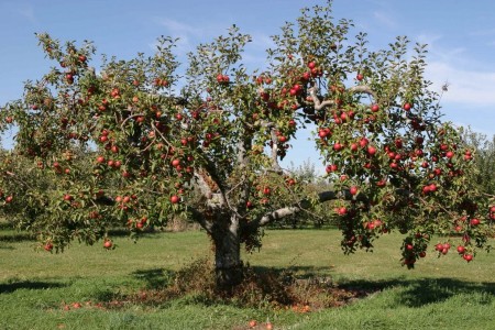 Дерево-сад яблоня Мартовское-Свежесть-Вишневое
