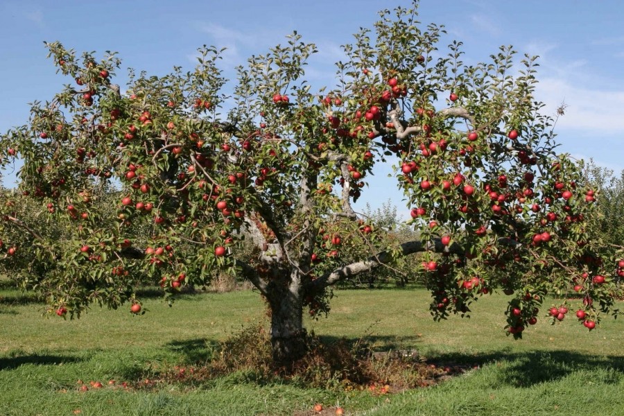 Саженец Дерево-сада яблоня Мартовское - Свежесть - Вишневое
