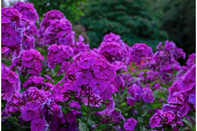 Флокс Дастерлох