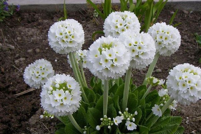 Примула Альба