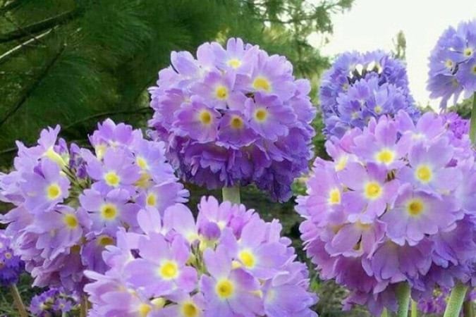 Примула Лилак