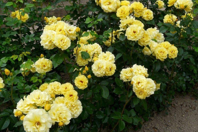 Роза Фрейзия