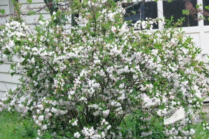Вейгела Бристол Сноуфлейк