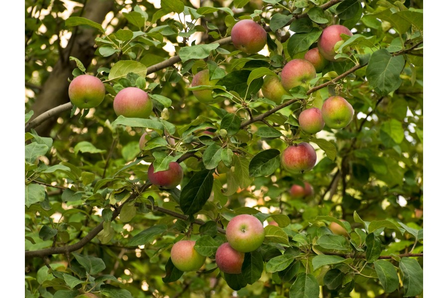 Уральские сорта яблонь: описание, фото