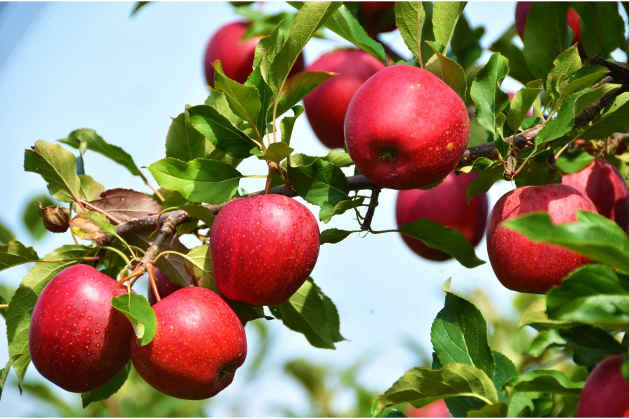 Яблоня лобо фото дерева и яблоками