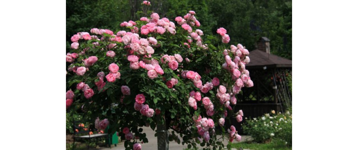 Укрытие колоновидных (штамбовых) роз