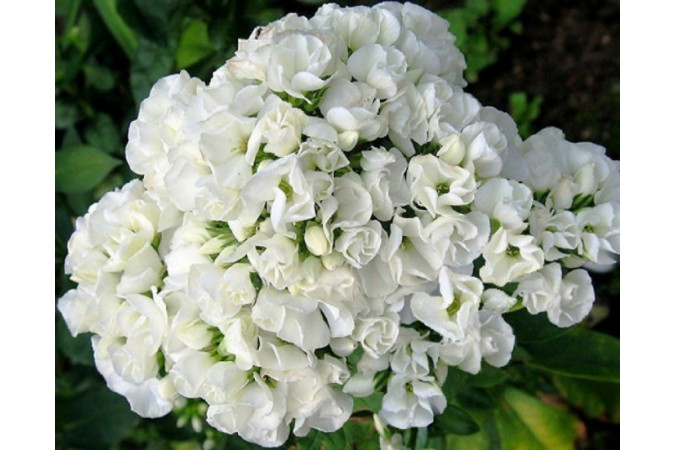 Флокс Тиара