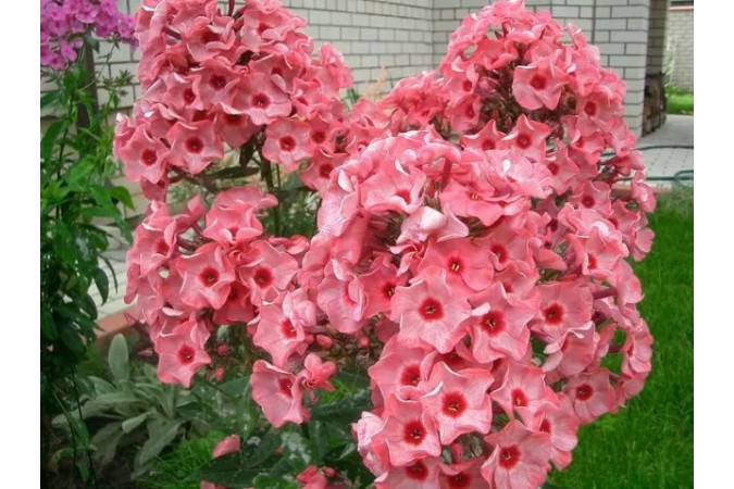 Флокс Уральские сказы