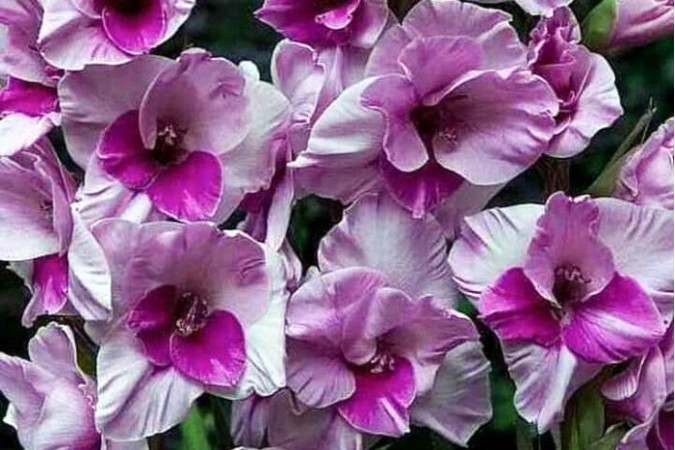 Гладиолус Аланна
