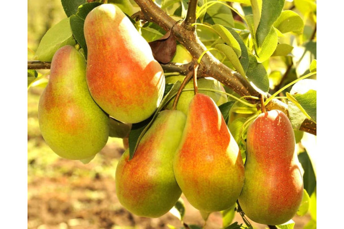 Груша Русская красавица