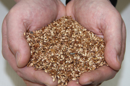 Семена лиственницы сибирской (Larix sibirica)