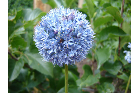 Лук декоративный Керулеум (Подарок)