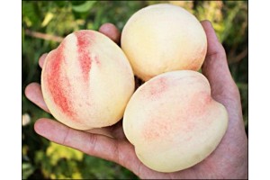 Сорта белых персиков