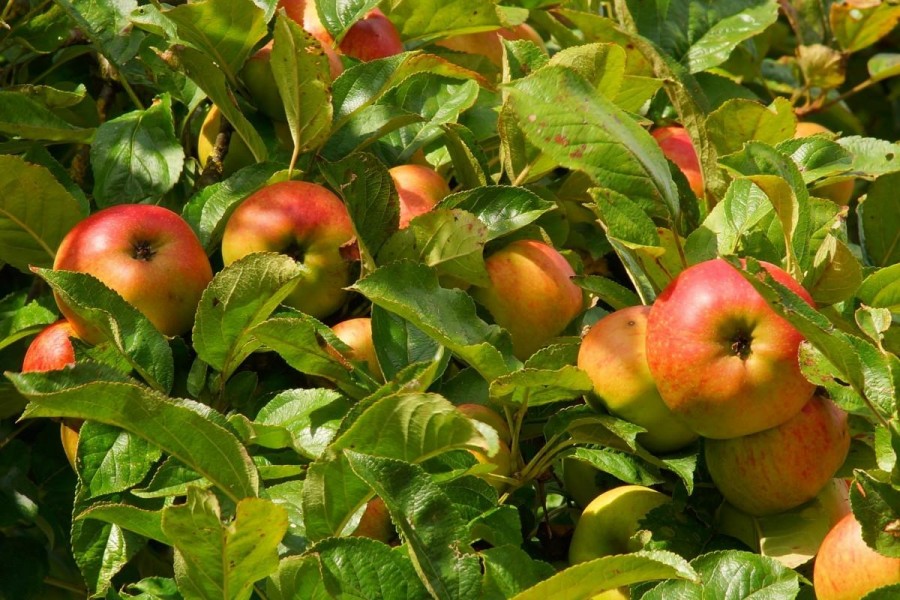 Яблочный Спас Яблоня Фото