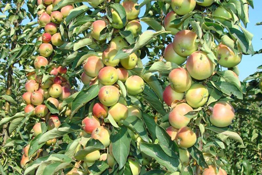 Колоновидная яблоня Зеленый Шум описание характеристики выращивание