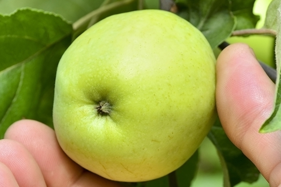 Белые сорта яблонь