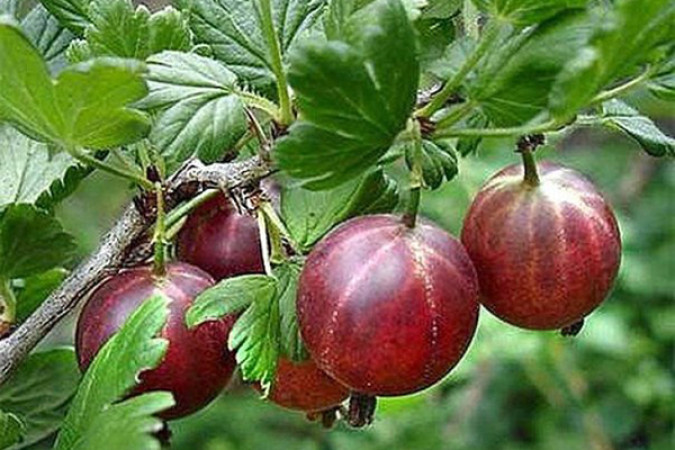 Крыжовник Челябинский слабошиповатый