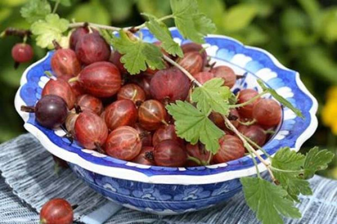 Крыжовник Сеянец Лефора