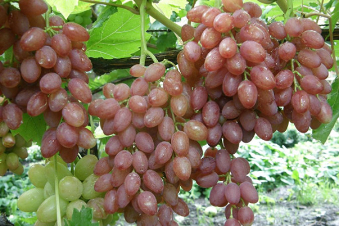 Виноград кишмиш лучистый