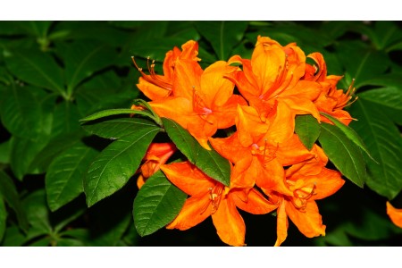 Рододендрон японский оранжевый