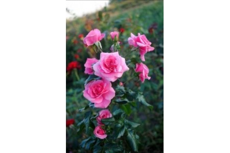Роза колоновидная Розовая