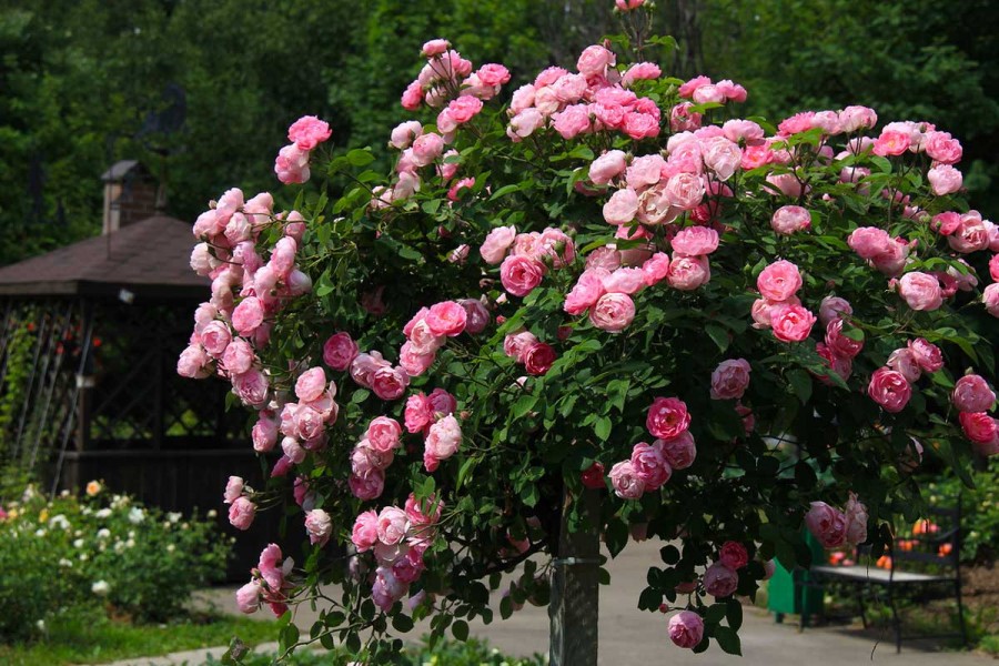 Саженец Розы колоновидной Розовой