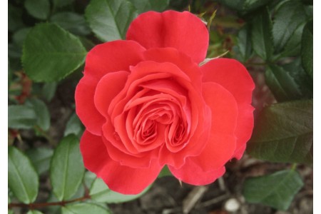 Роза Манита