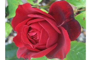 Роза Оклахома