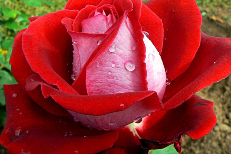 Люксор сорт розы фото