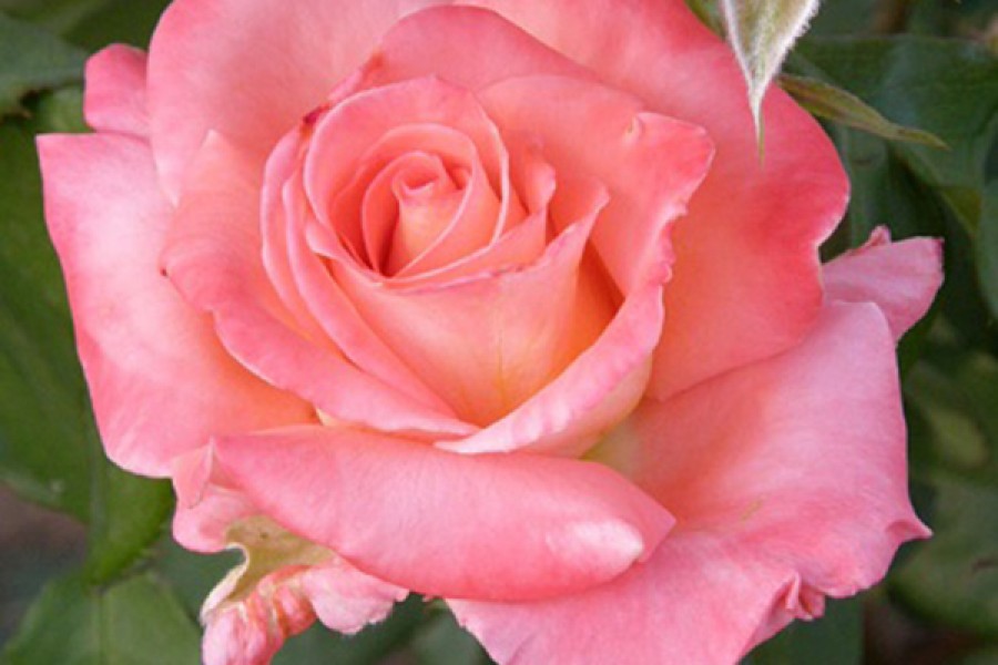 Розы рафаэлло фото