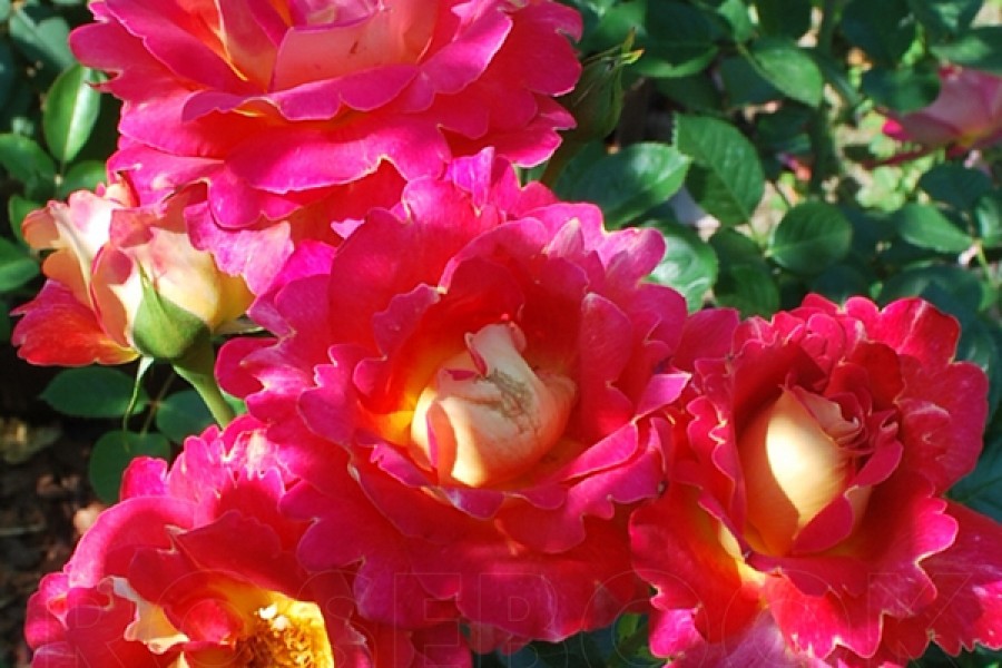 Роза плетистая декор арлекин фото