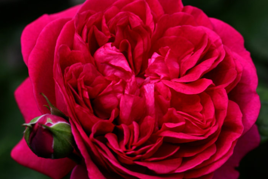 Файр леди роза фото и описание