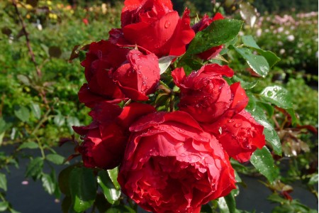 Роза Флорентина