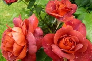 Роза колоновидная Многоцветковая