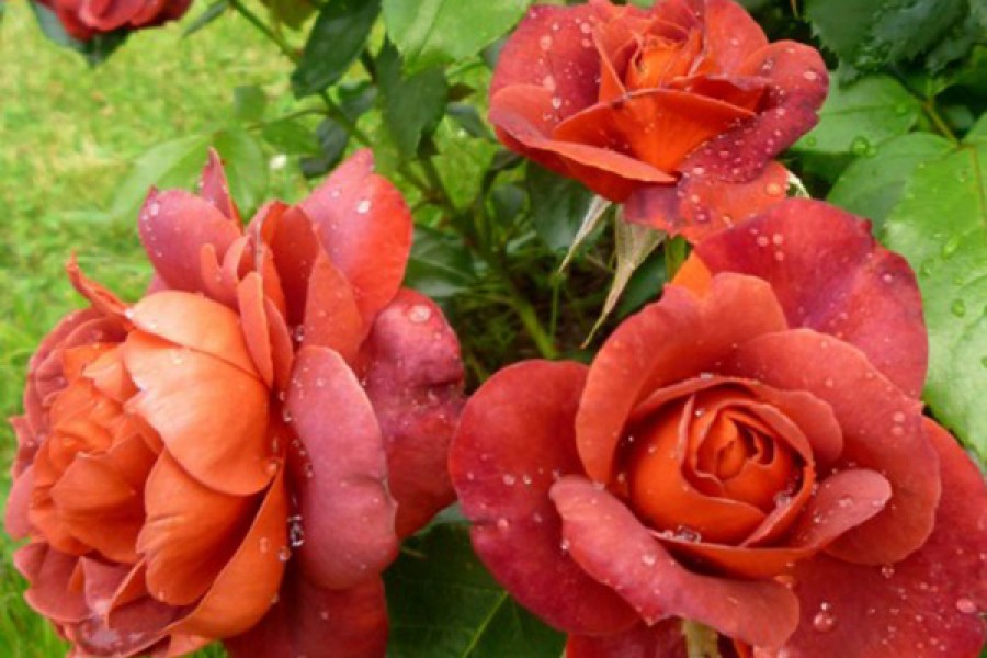 Саженец Розы колоновидной Многоцветковая