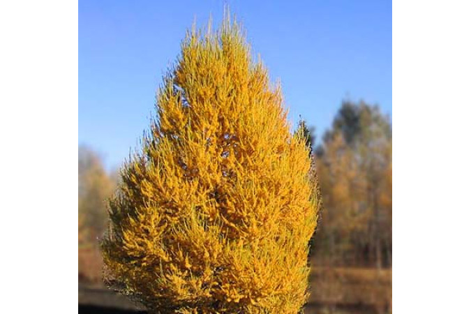 Лиственница сибирская (ОКС)