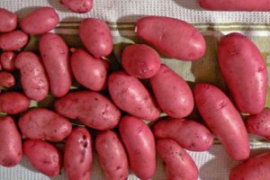 Семенной картофель Ред Скарлетт (порция 500 г)