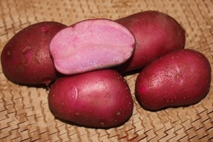 Семенной картофель Сюрприз (порция 500 г)