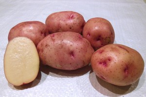 Семенной картофель Жуковский ранний (порция 500 г)