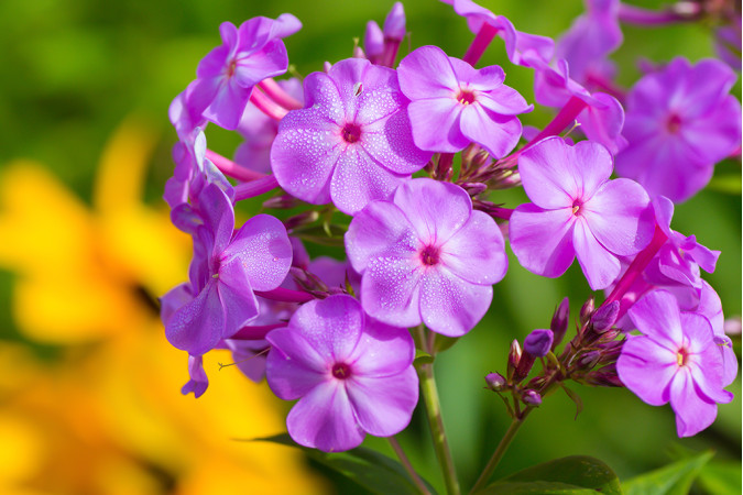 Флокс Северное облако