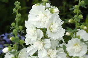Шток-роза Белая (Alcea Rosea White)