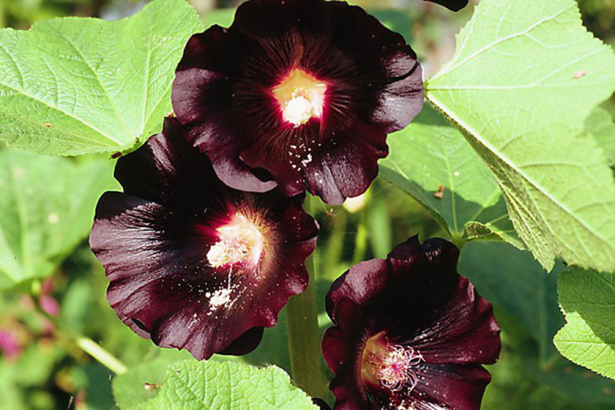 Шток-роза Черная (Alcea Rosea Nigra)