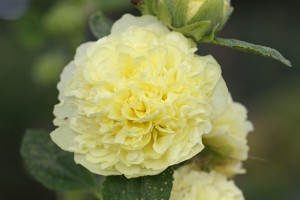 Шток-роза Еллоу (Alcea Rosea Yellow)