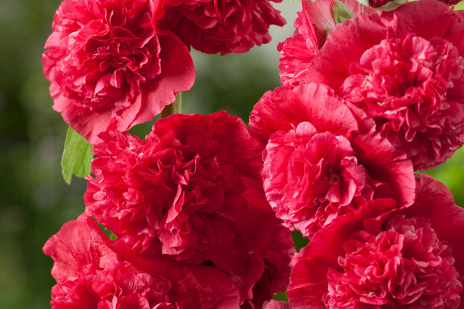 Шток-роза Скарлет (Alcea Rosea Scarlett)