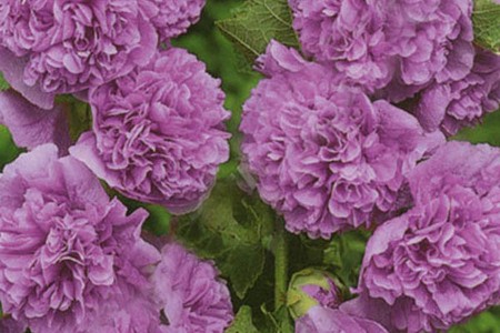 Шток-роза Виолет (Alcea Rosea Violet)