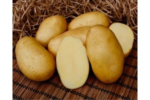 Семенной картофель Брянский деликатес (порция 500 г)