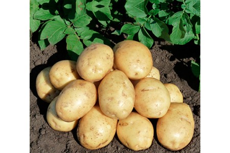 Семенной картофель Гала (порция 500 г)