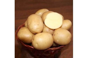 Семенной картофель Колобок (порция 500 г)